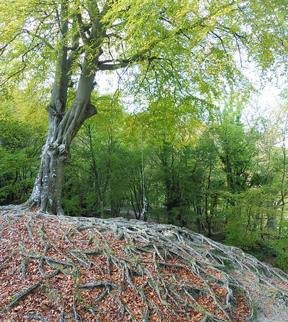 A tree with visible root structure at Chanctonbury Ring, West Sussex