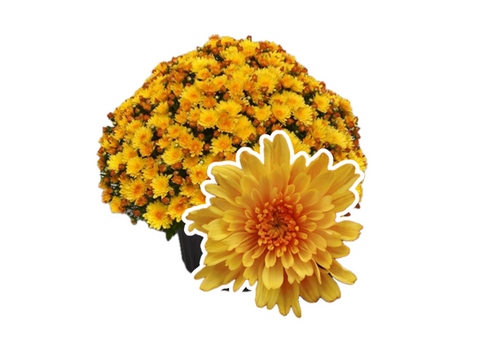 Sizzling Fire Yellow Mums