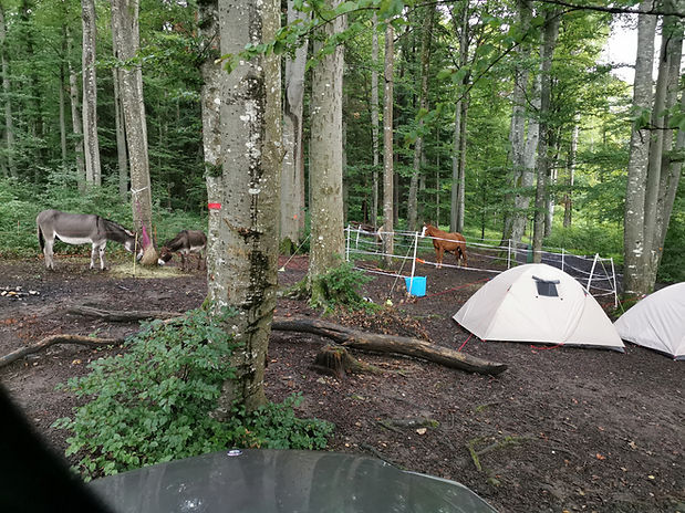 Übernachten im Wald 