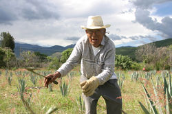 NAFTA, McClatchy Newspapers