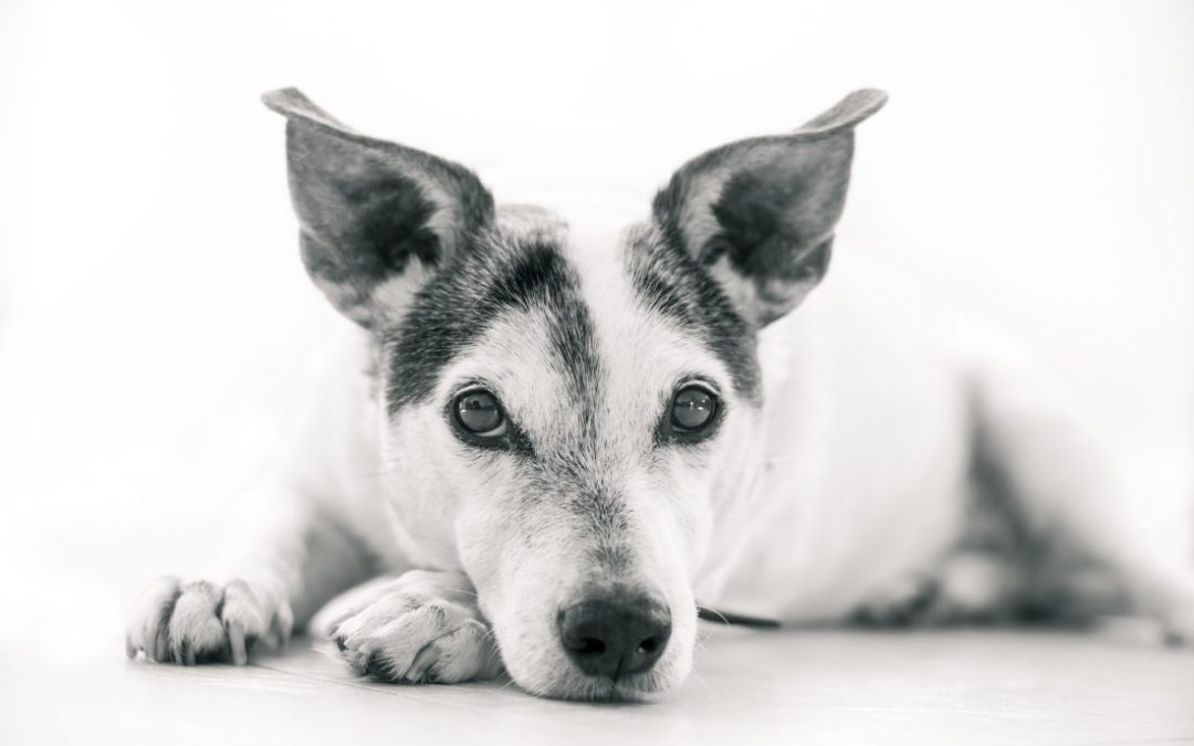 Duelo por la muerte de un perro