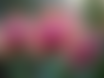 Join the Northern Gauteng Orchid Society Today!