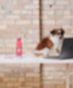 Our Beloved Persuasive Media "Mascot" Happenstance