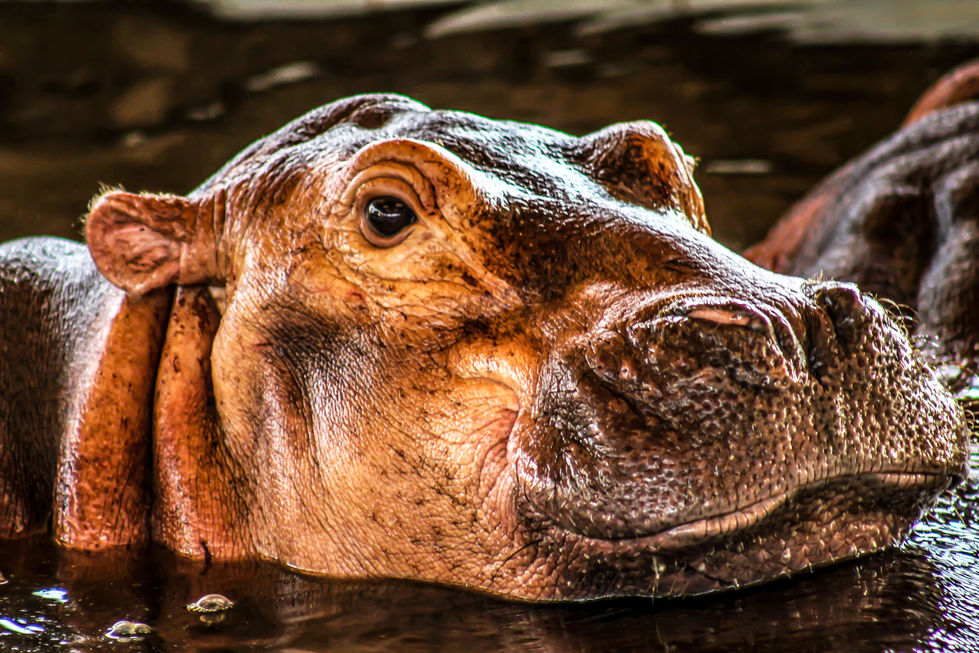 Portrait of a hippopotamus half-submerged in water – raw wildlife moment