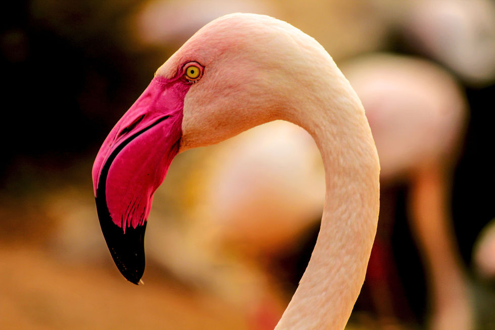 Flamingo in soft golden light with curved neck – beauty and grace in nature