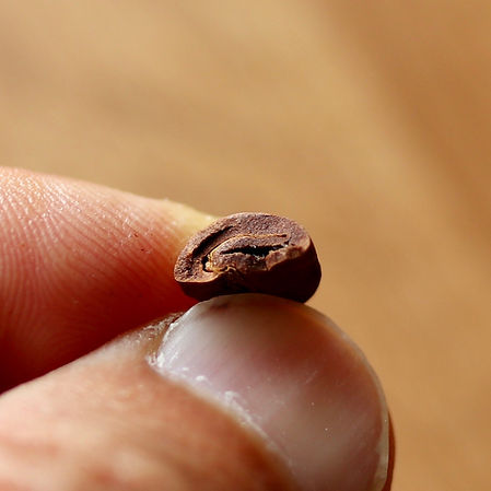 EOSCoffeeCrossSection.jpg