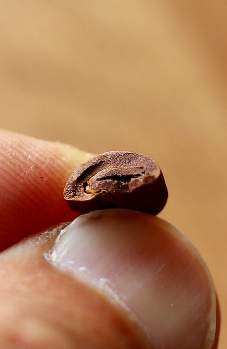 EOSCoffeeCrossSection.jpg