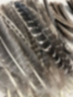 Turkey feathers