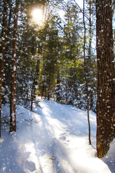 snowy-woods.jpg