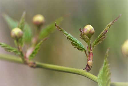 La joie prend la place... (Jn 16, 20-23a)