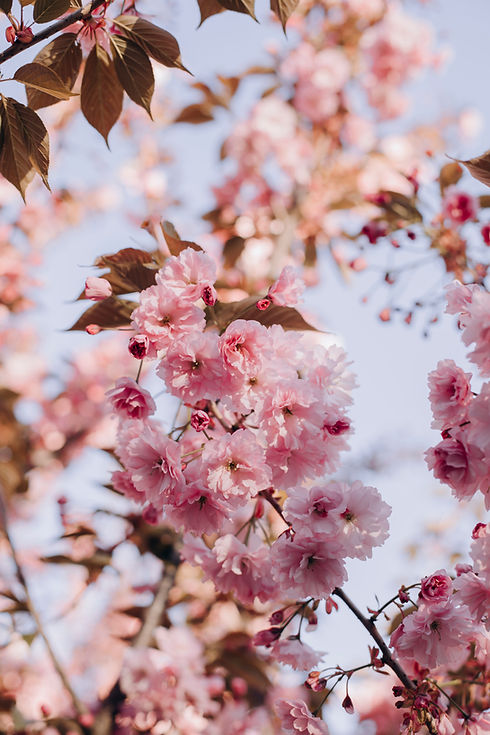 blossoming branches of pink sakura. blooming sakura branches close-up. sakura tree in deta