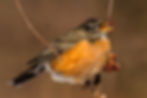 American Robin (Turdus migratorius)