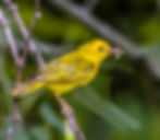 Yellow Warbler (Setophaga petechia)