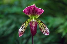 orchid