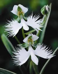 orchid