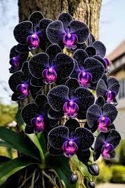 orchid