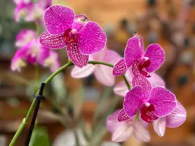 Mastering Orchid Care: Quick Tips For Blooming Success
