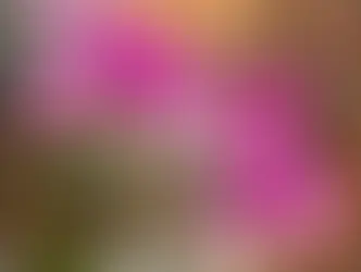Mastering Orchid Care: Quick Tips For Blooming Success