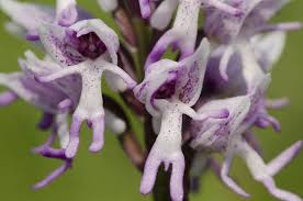 orchid