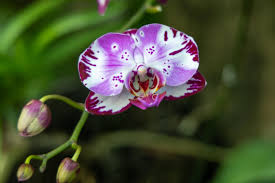 orchid