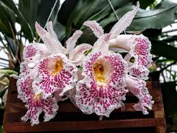 orchid