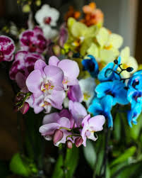 orchid