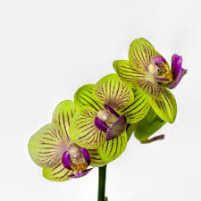 orchid