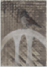 dror bird .jpeg