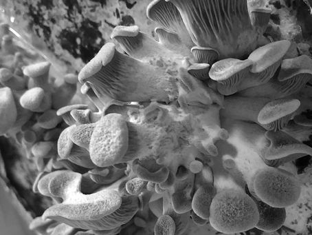 Readers and the Worlds We Build