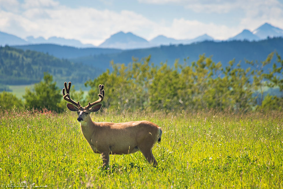 Deer_8341.jpg