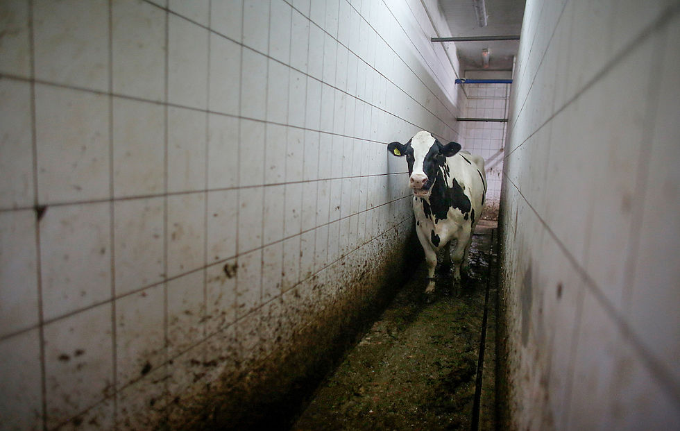 vacas-final.jpg