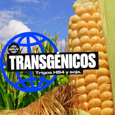 Cultivos Transgénicos.