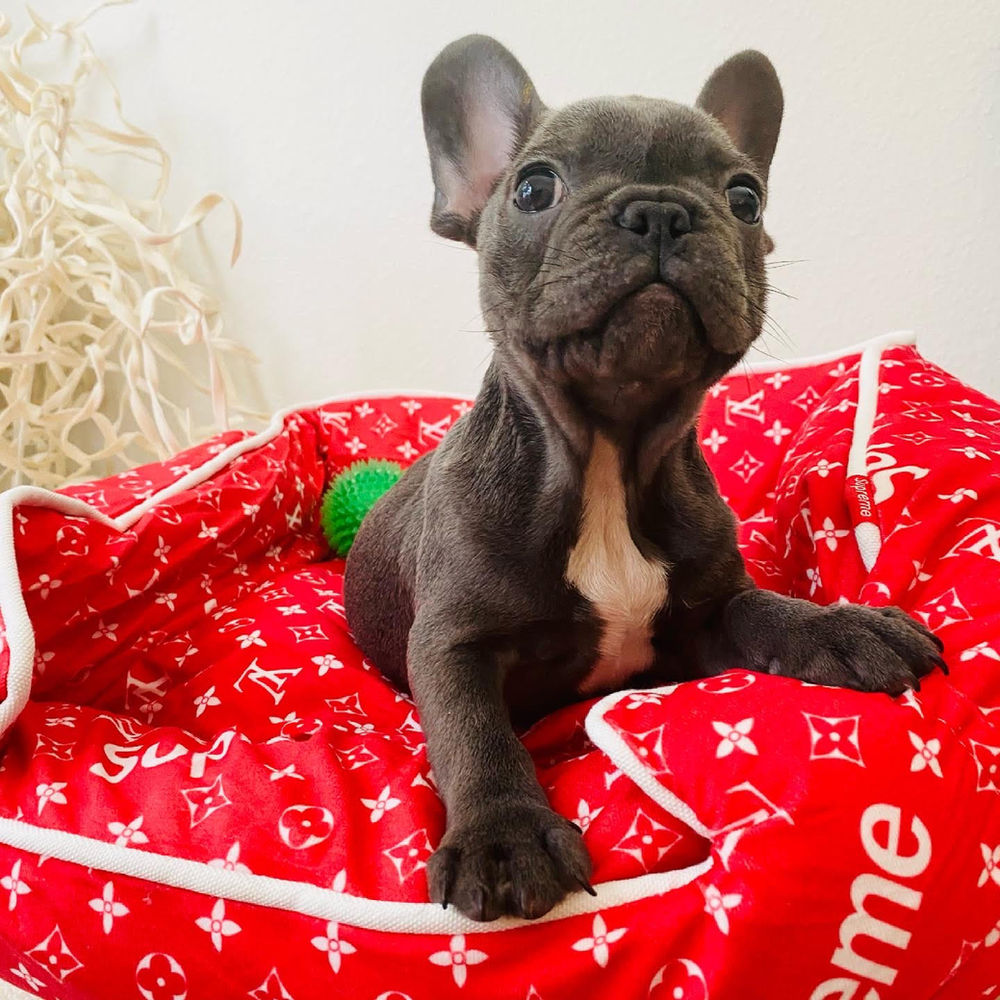 A Gift Guide for French Bulldog Owners