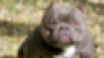 exotic bullies