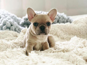 Meet the Micro French Bulldog