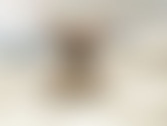 Meet the Micro French Bulldog