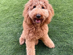 a Goldendoodle registered with Designer Kennel Club is an official Purebred Designer Dog