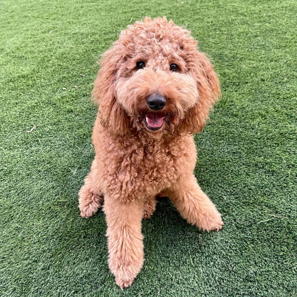 a Goldendoodle registered with Designer Kennel Club is an official Purebred Designer Dog