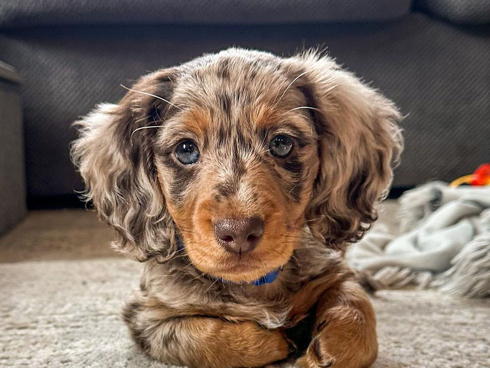 sell puppies in texas