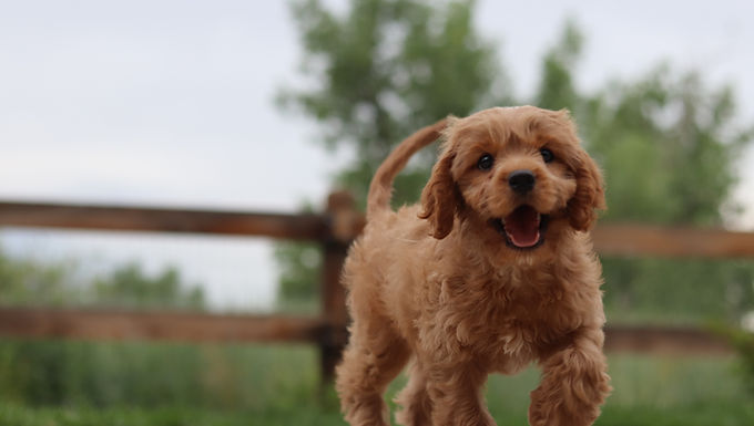 How to Get Papers for a Cavapoo without Papers