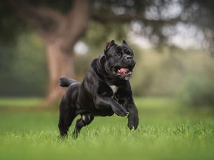 TruPuppies.com: A New Trusted Marketplace for Finding Puppies From Responsible Breeders