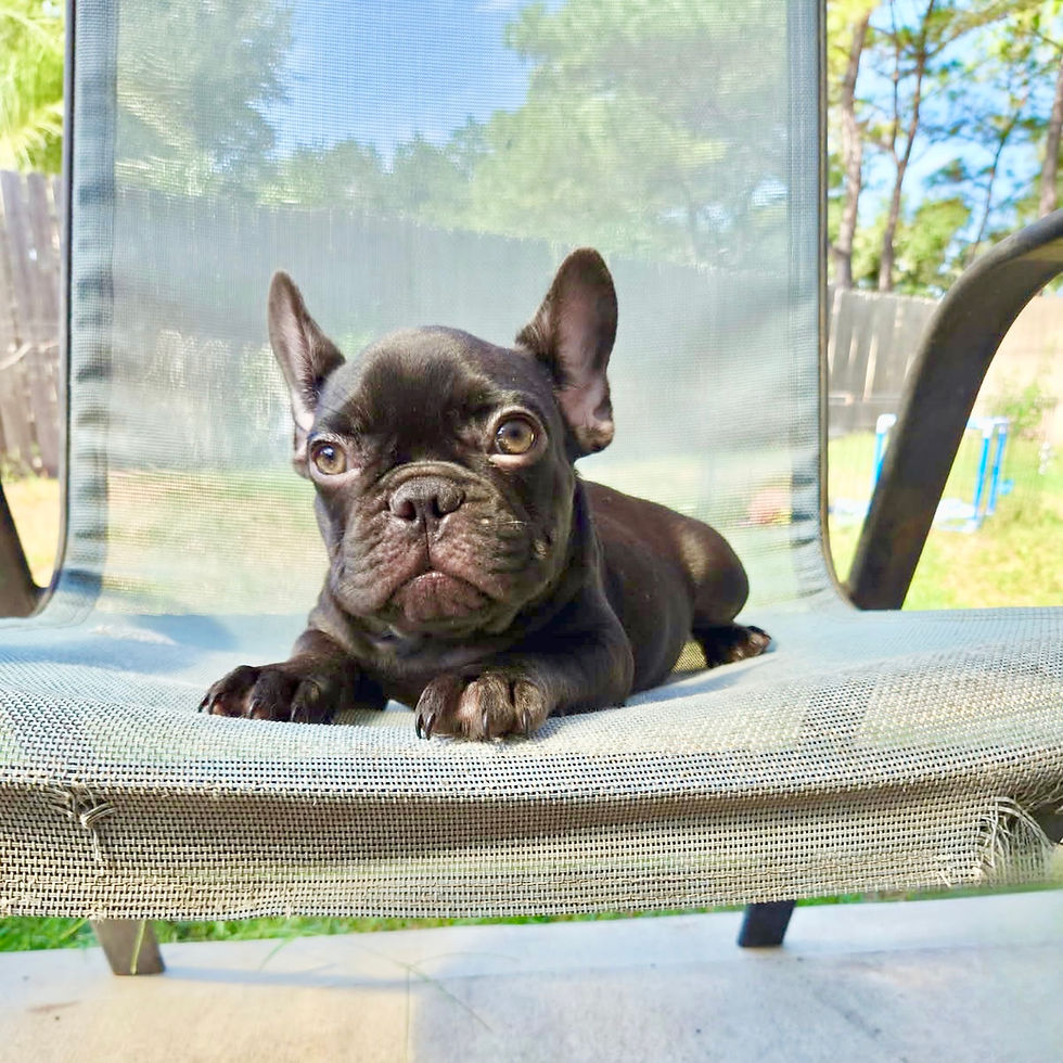 COCO Frenchie Rescue Female in Texas
