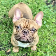 houstonfrenchbulldog.com Icon