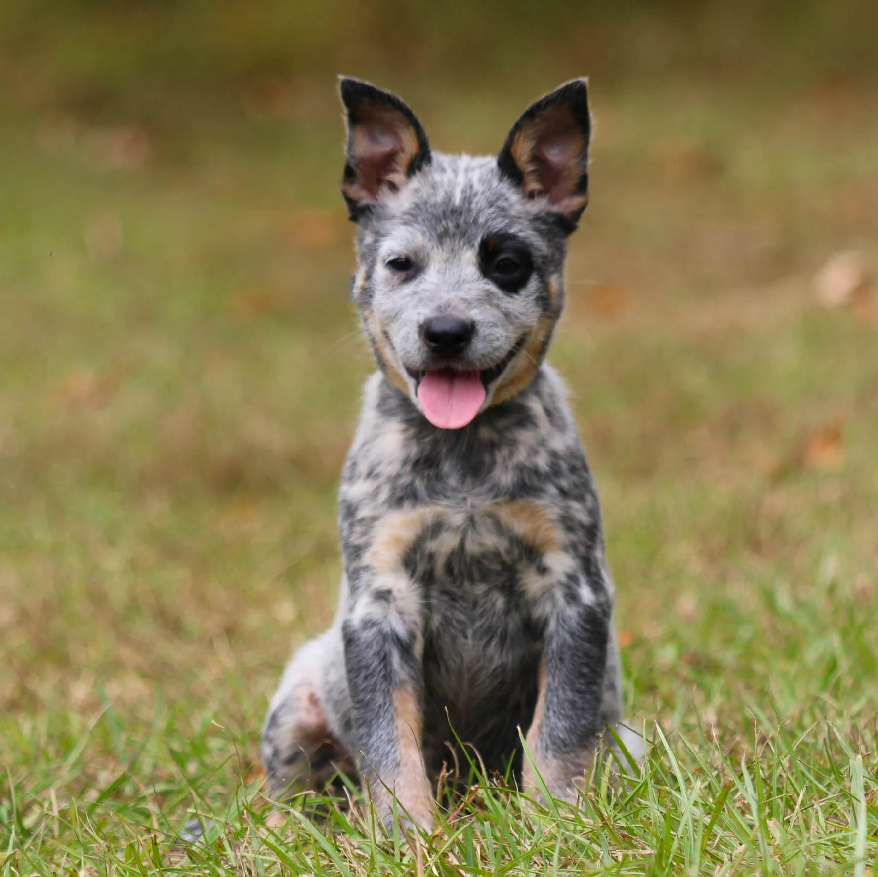 Baby Rotski How to Get Papers for a Texas Heeler without Papers | Designer Dog
