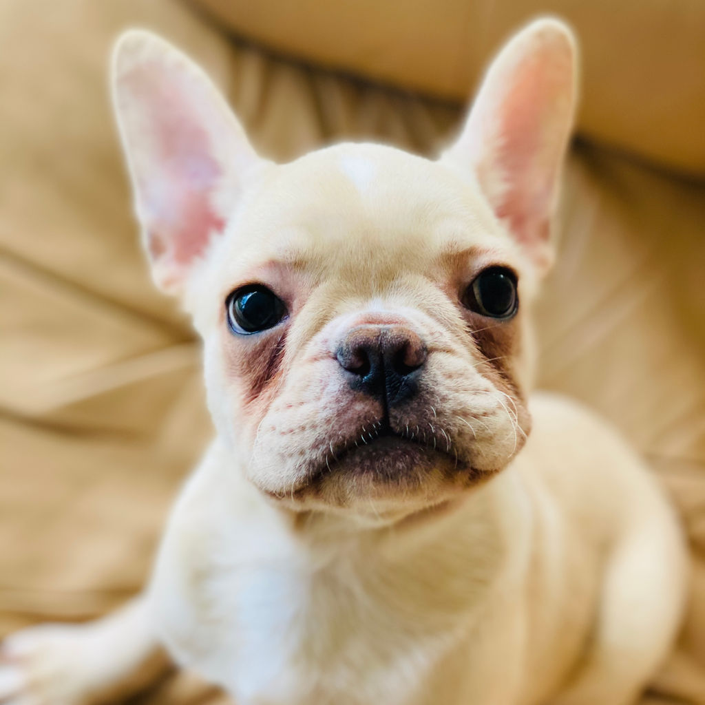 Adoptions Rescue French Bulldogs