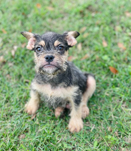Donate to French Bulldog Rescue | Adoption and Donation | French Bulldog