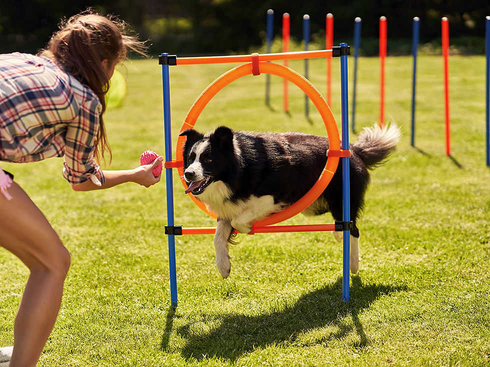 dog agility