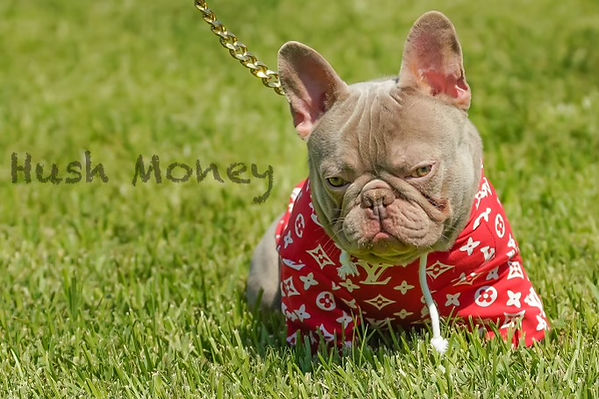 french bulldog stud