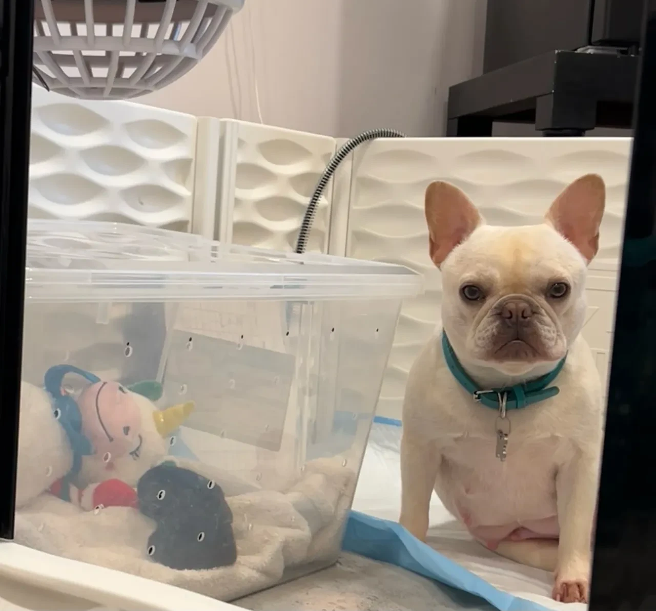 How long does Dogs pregnancy last?