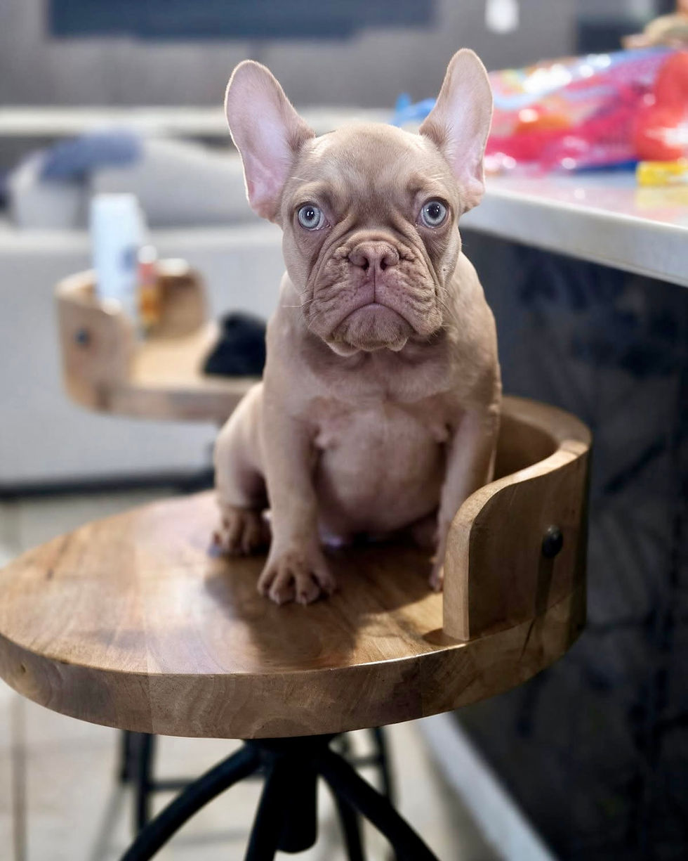 Benny the Frenchie Rescue for Adoption in Texas
